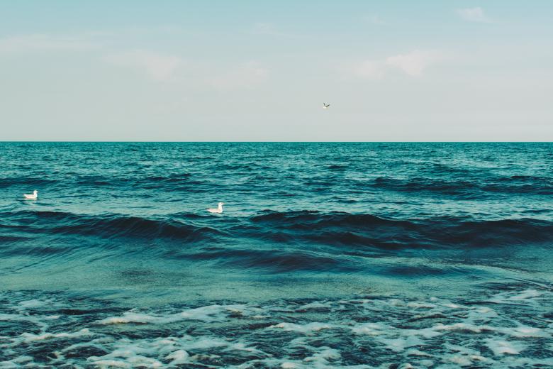 Free stock image of Birds In Water created by StockSnap