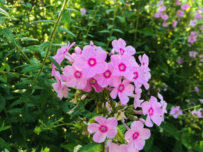 Free stock image of Flowers created by StockSnap