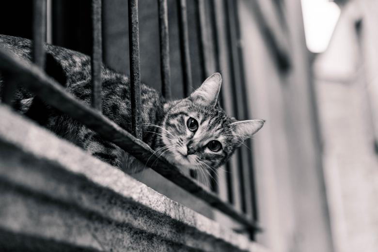 Free stock image of Cat created by StockSnap