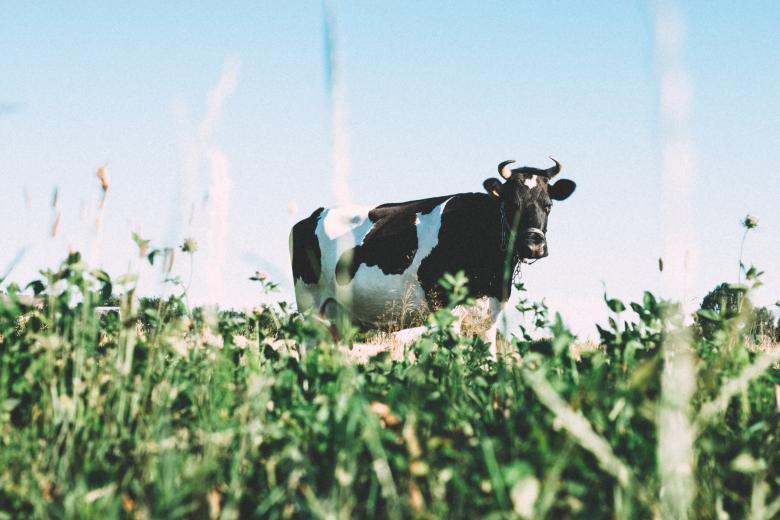 Free stock image of Australian Cow created by StockSnap