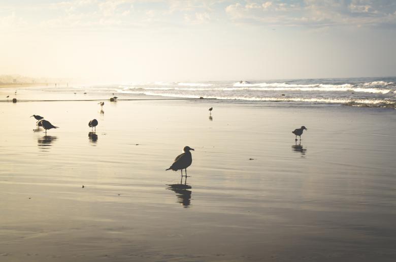 Free stock image of Bids at the Beach created by StockSnap