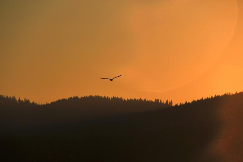 Free stock image of Bird at Dawn created by StockSnap
