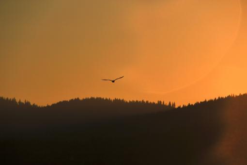 Bird at Dawn - Free Stock Photo