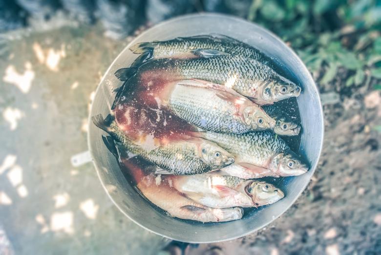 Free stock image of Dead Fish created by StockSnap
