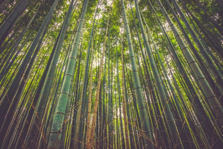 Free stock image of Forest created by StockSnap