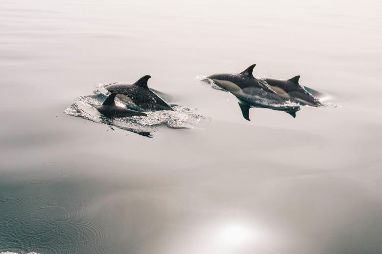 Free stock image of Dolphins at Sea created by StockSnap