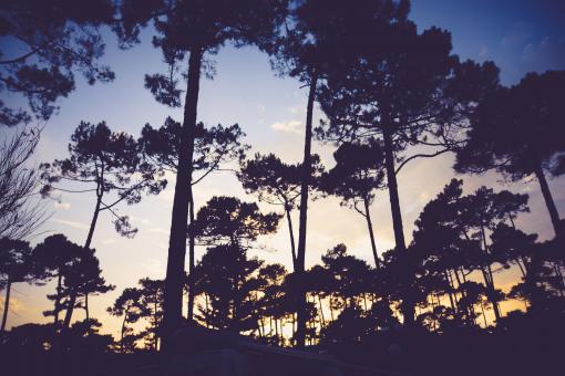 Free Stock Photo of Sunset