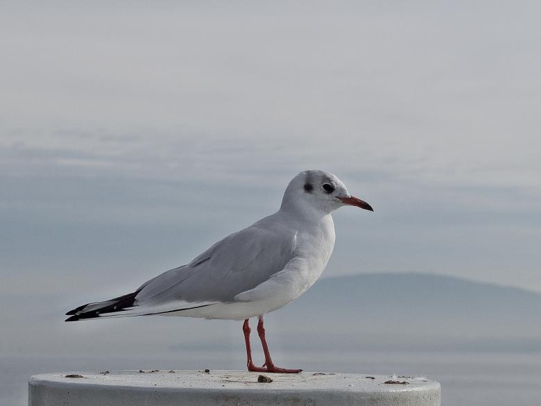 Free stock image of Pose created by StockSnap