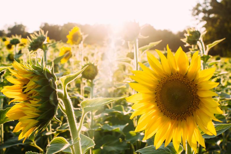 Free stock image of Field created by StockSnap
