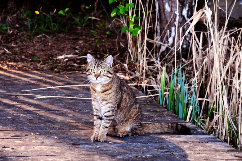 Free stock image of Cat created by StockSnap