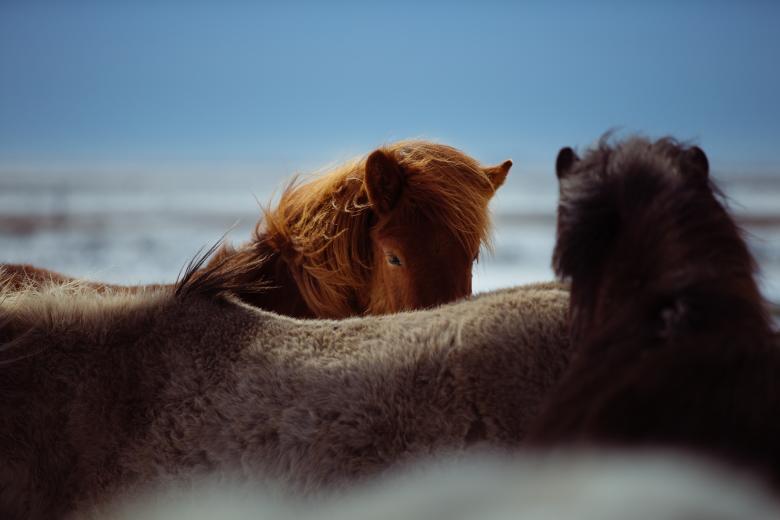 Free stock image of Horses created by StockSnap