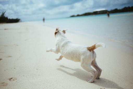 Free Stock Photo of Pet