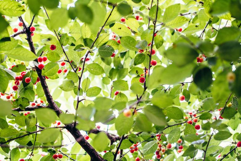 Free stock image of Red Berries created by StockSnap