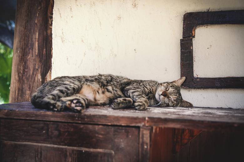 Free stock image of Cat Sleep created by StockSnap