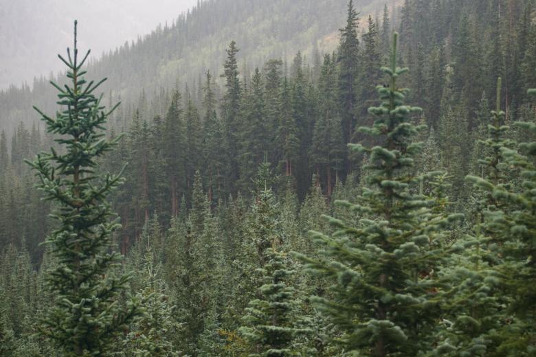 Free stock image of Forest created by StockSnap