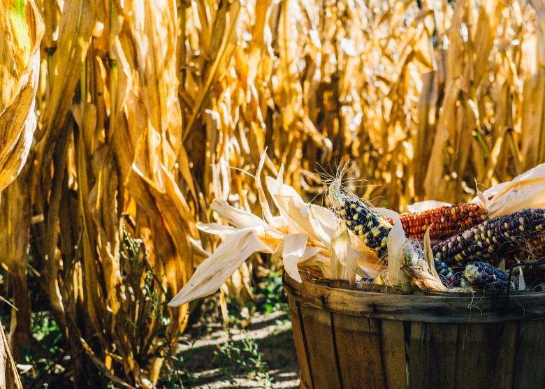 Free stock image of Corn created by StockSnap