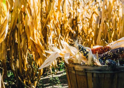 Corn