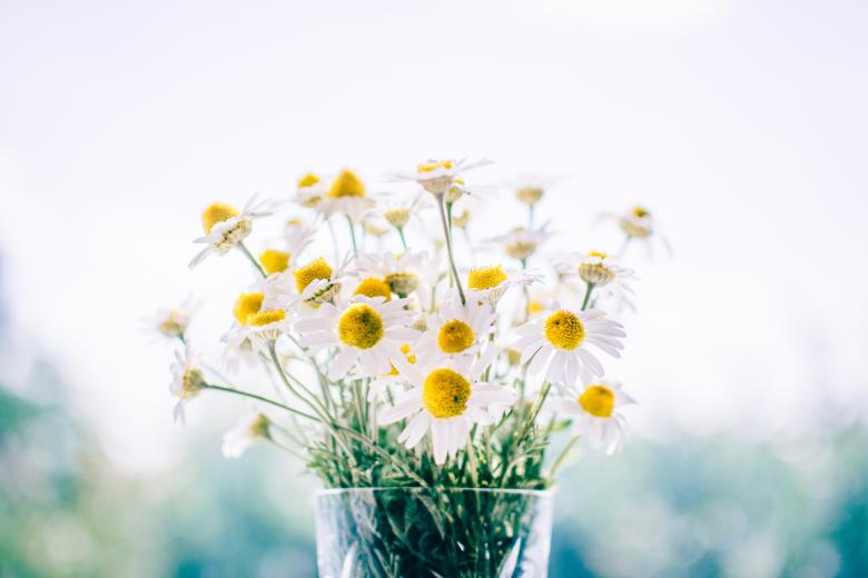 Free stock image of White Flower created by StockSnap
