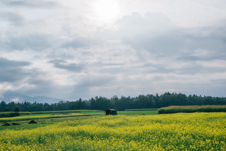 Free stock image of Nature created by StockSnap