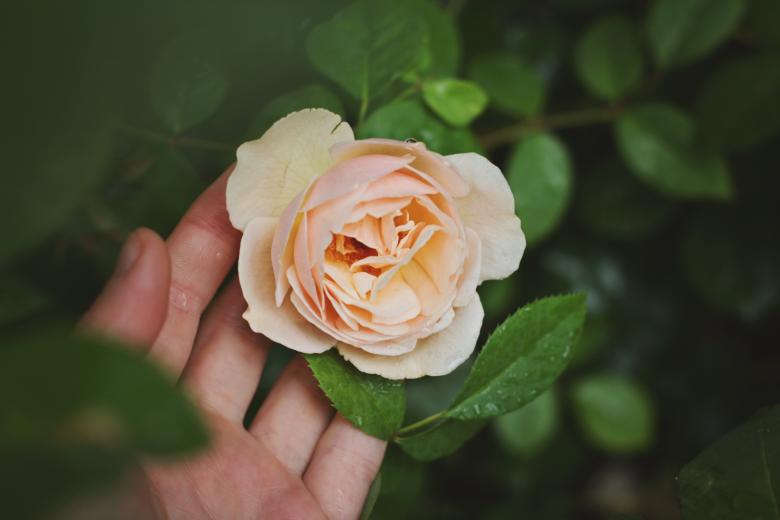 Free stock image of Rose created by Unsplash