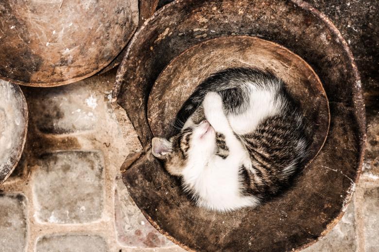 Free stock image of Sleeping Cat created by Unsplash