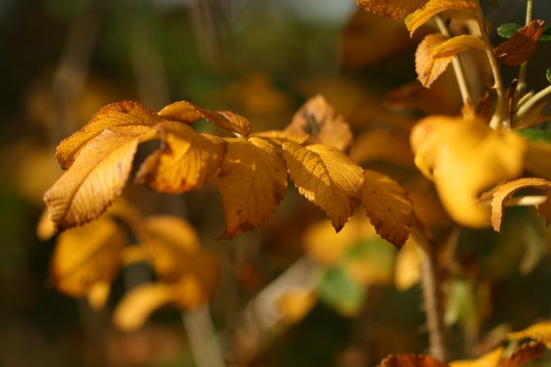 Free stock image of Leaves created by Unsplash