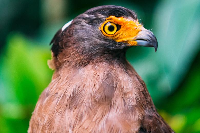Free stock image of Bird created by Unsplash