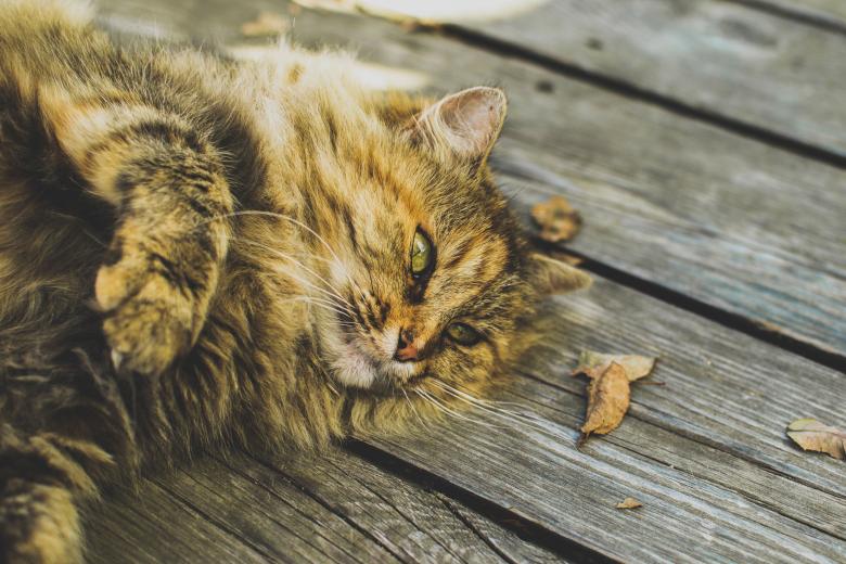 Free stock image of Cat Pose created by Unsplash