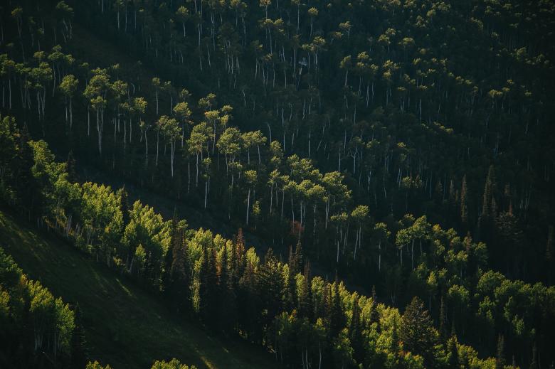 Free stock image of Woods created by Unsplash