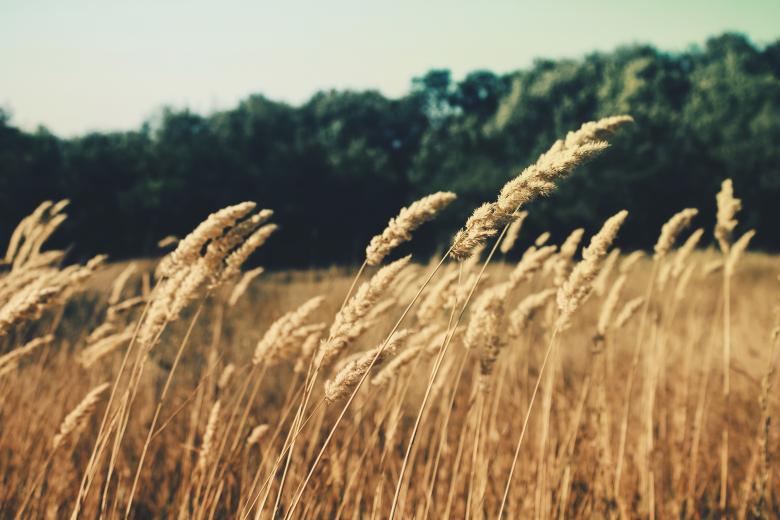 Free stock image of Field created by Unsplash