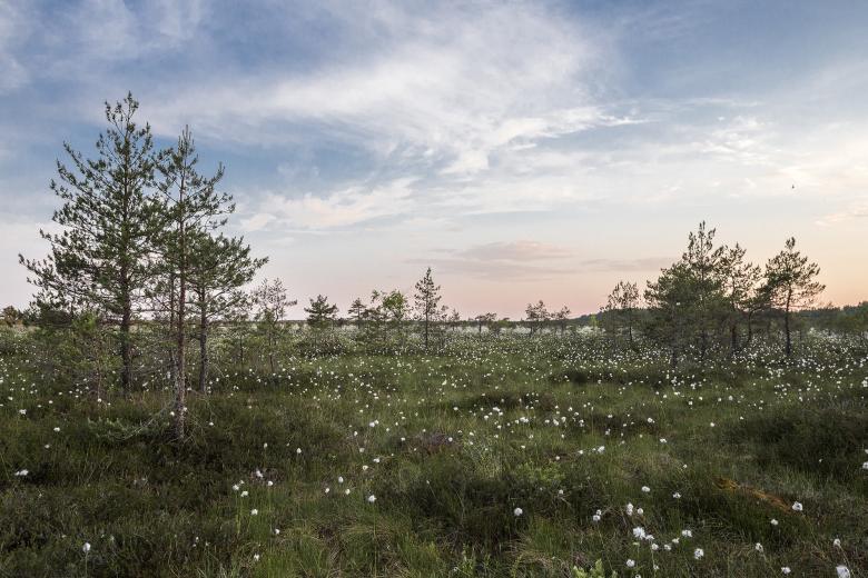 Free stock image of White Flowers in the Field created by Unsplash