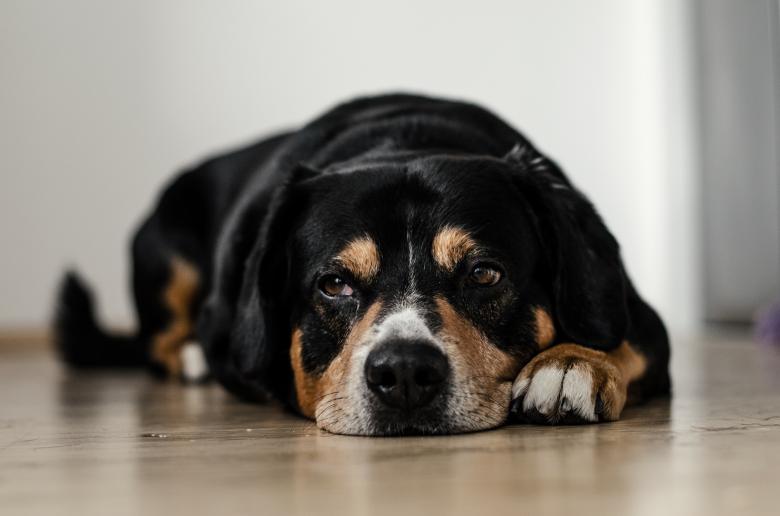 Free stock image of Lying Dog created by Unsplash