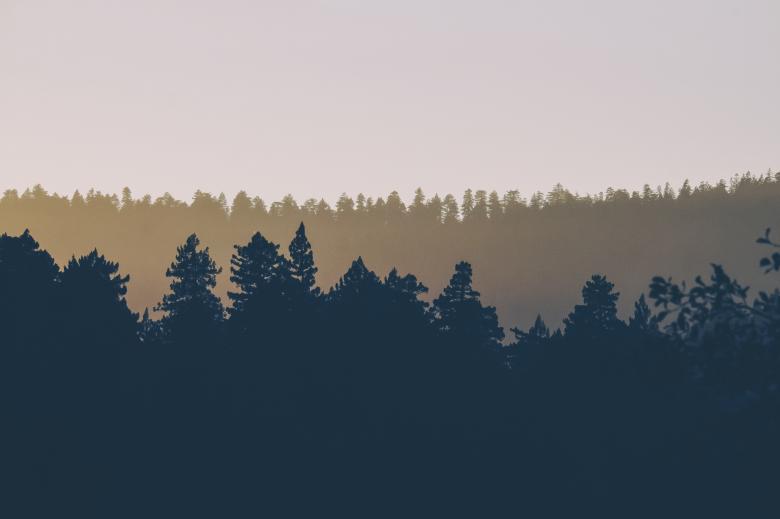 Free stock image of Forest created by Unsplash