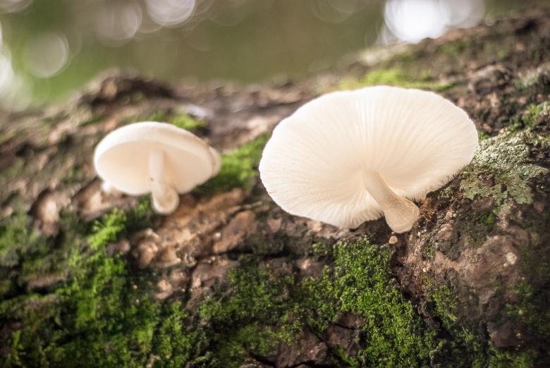 Free stock image of Mushrooms created by Unsplash