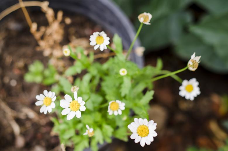 Free stock image of White Flowers created by Unsplash