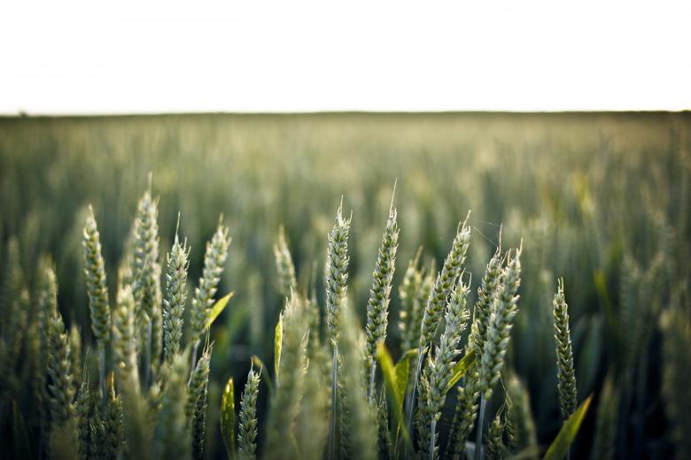 Free stock image of The Crop created by Unsplash