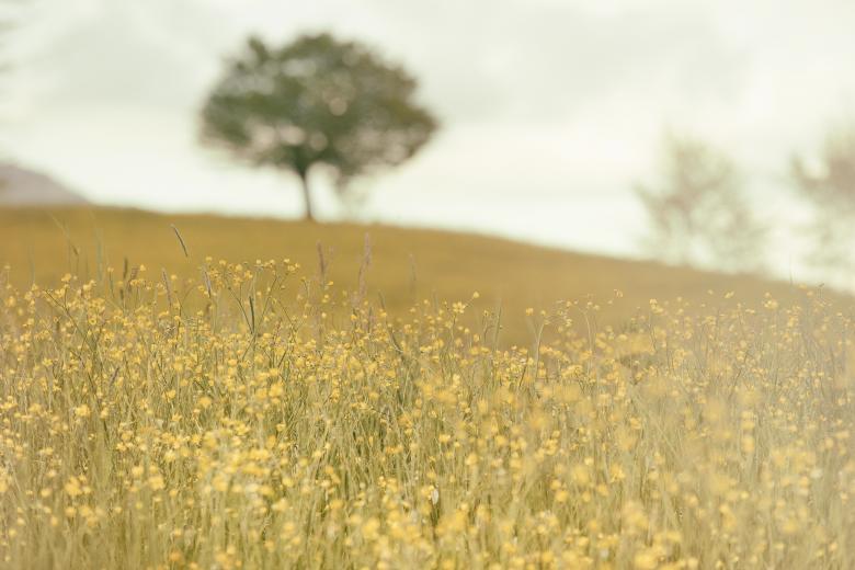 Free stock image of Field created by Unsplash