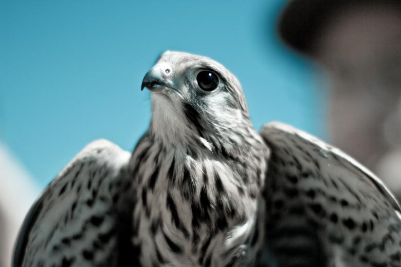 Free stock image of Hawk created by Unsplash