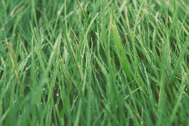 Free stock image of Grassy created by Unsplash