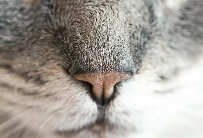 Free stock image of Cat created by Unsplash
