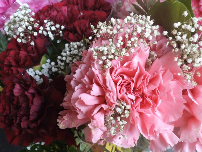 Free stock image of Pink Flowers created by Unsplash
