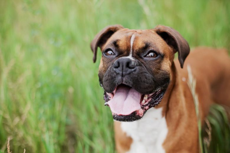 Free stock image of Loyal created by Unsplash