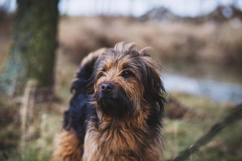 Free stock image of Dog created by Unsplash