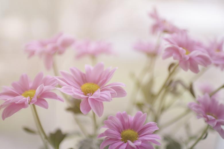 Free stock image of Garden created by Unsplash