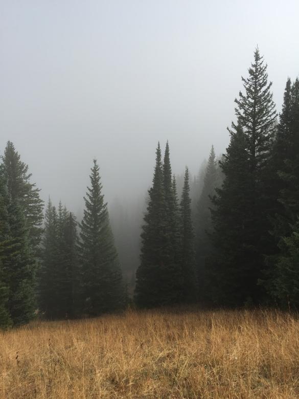Free stock image of Forest created by Unsplash