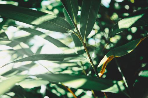Green - Free Stock Photo