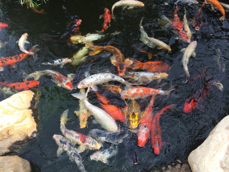 Free stock image of Koi fish in a pond created by Unsplash
