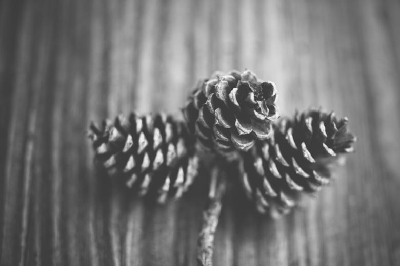 Free stock image of Pinecones Black and White created by Unsplash