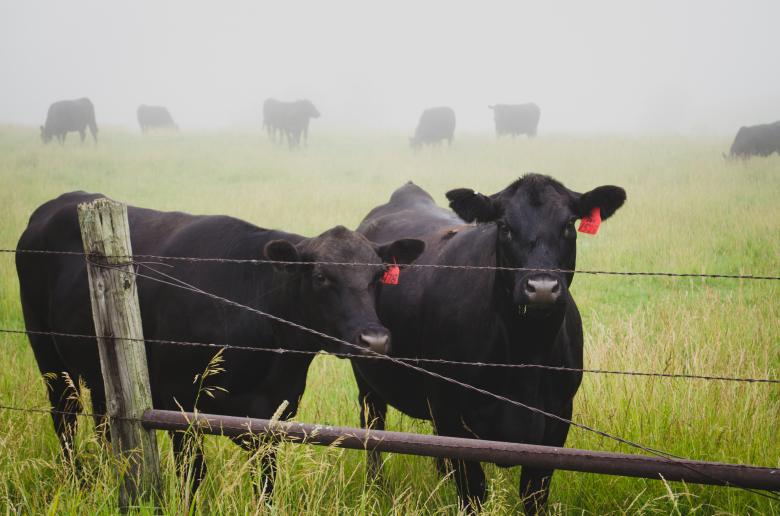 Free stock image of Farm created by Unsplash