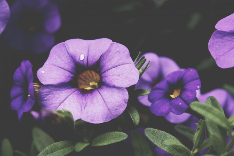 Free stock image of Fresh Purple Flowers created by Unsplash